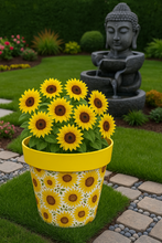 Load image into Gallery viewer, Sunflowers pot full of sunflowers height 26cm - Marissa's Garden & Gift