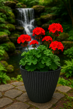 Charger l'image dans la galerie, 26cm Chelsea black coloured flower pot - Marissa's Garden & Gift