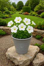 Load image into Gallery viewer, Sunflower coloured grey flower pot available in two sizes made out of recycled plastic - Marissa's Garden & Gift