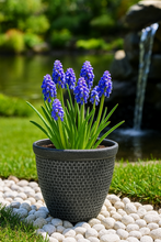 Laden Sie das Bild in den Galerie-Viewer, Wentworth black and silver coloured flower pot - Marissa's Garden & Gift