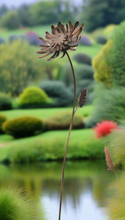 Load image into Gallery viewer, Handmade rusty garden/outdoor metal Amaranthus flower 120cm garden sculpture - Marissa's Garden & Gift