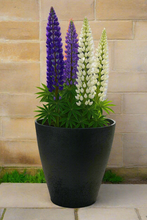 Load image into Gallery viewer, 27cm Buckingham dark grey coloured flower pot - Marissa's Garden & Gift