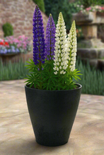 Load image into Gallery viewer, 27cm Buckingham dark grey coloured flower pot - Marissa's Garden & Gift