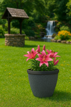 Laden Sie das Bild in den Galerie-Viewer, Wentworth black and white coloured flower pot - Marissa's Garden & Gift