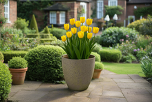 Load image into Gallery viewer, 27cm Buckingham sand coloured flower pot - Marissa's Garden & Gift