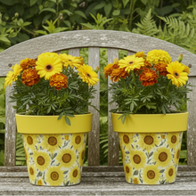 Load image into Gallery viewer, Sunflowers pot full of sunflowers height 26cm x 2 - Marissa's Garden & Gift
