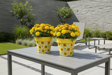 Load image into Gallery viewer, Sunflowers pot full of sunflowers height 26cm x 2 - Marissa's Garden & Gift