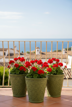 Charger l'image dans la galerie, 29cm Blenheim green flower pot - Marissa's Garden & Gift