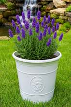 Load image into Gallery viewer, Sunflower coloured white flower pot available in two sizes - Marissa's Garden & Gift