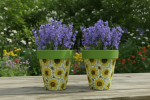 Load image into Gallery viewer, Sunflowers pot full of sunflowers x 2 pots - Marissa's Garden & Gift