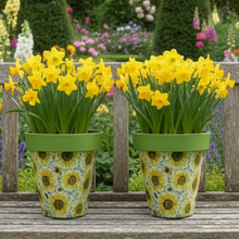 Load image into Gallery viewer, Sunflowers pot full of sunflowers x 2 pots - Marissa's Garden & Gift