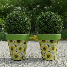 Load image into Gallery viewer, Sunflowers pot full of sunflowers x 2 pots - Marissa's Garden & Gift