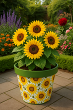 Load image into Gallery viewer, Sunflowers pot full of sunflowers - Marissa's Garden & Gift