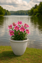 Laden Sie das Bild in den Galerie-Viewer, 26cm Chatsworth white coloured flower pot - Marissa's Garden & Gift