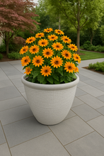 Laden Sie das Bild in den Galerie-Viewer, 26cm Chatsworth white coloured flower pot - Marissa's Garden & Gift