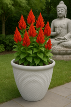 Laden Sie das Bild in den Galerie-Viewer, 26cm Chatsworth white coloured flower pot - Marissa's Garden & Gift