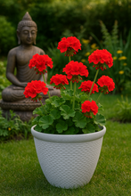 Load image into Gallery viewer, 26cm Chatsworth white coloured flower pot - Marissa's Garden & Gift