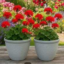 Laden Sie das Bild in den Galerie-Viewer, 26cm Chatsworth white coloured textured flower pot x 2 pots - Marissa's Garden & Gift