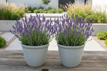 Laden Sie das Bild in den Galerie-Viewer, 26cm Chatsworth white coloured textured flower pot x 2 pots - Marissa's Garden & Gift