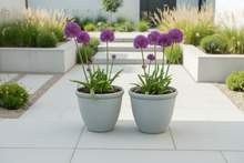 Laden Sie das Bild in den Galerie-Viewer, 26cm Chatsworth white coloured textured flower pot x 2 pots - Marissa's Garden & Gift