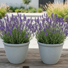 Laden Sie das Bild in den Galerie-Viewer, 26cm Chatsworth white coloured textured flower pot x 2 pots - Marissa's Garden & Gift