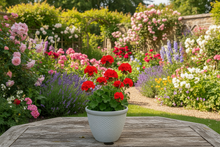 Load image into Gallery viewer, 26cm Chatsworth white coloured flower pot - Marissa's Garden & Gift