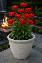 Charger l'image dans la galerie, 26cm Chatsworth white coloured flower pot - Marissa's Garden & Gift