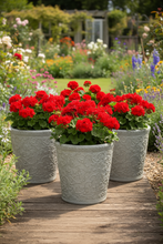 Load image into Gallery viewer, 29cm Blenheim polyresin off white flower pot - Marissa's Garden & Gift