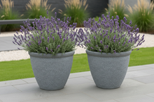 Laden Sie das Bild in den Galerie-Viewer, 26cm Chatsworth grey embossed pot x 2 pots - Marissa's Garden &amp; Gift
