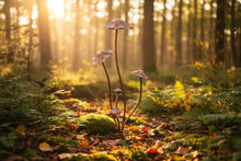 Load image into Gallery viewer, Handmade bronze powder coated mushrooms stake 80cm
