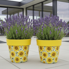 Load image into Gallery viewer, Sunflowers pot full of sunflowers height 26cm x 2 - Marissa's Garden &amp; Gift
