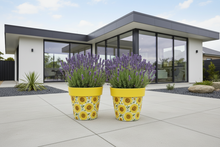 Load image into Gallery viewer, Sunflowers pot full of sunflowers height 26cm x 2 - Marissa's Garden &amp; Gift
