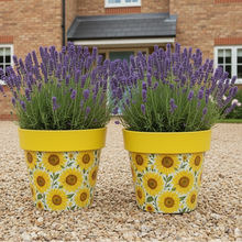 Load image into Gallery viewer, Sunflowers pot full of sunflowers height 26cm x 2 - Marissa's Garden &amp; Gift
