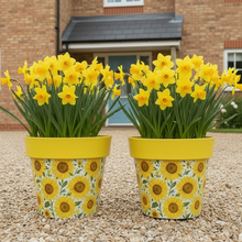 Load image into Gallery viewer, Sunflowers pot full of sunflowers height 26cm x 2 - Marissa's Garden &amp; Gift
