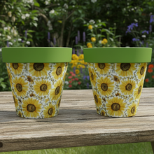 Load image into Gallery viewer, Sunflowers pot full of sunflowers x 2 pots - Marissa's Garden &amp; Gift
