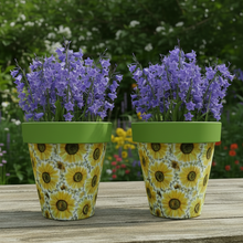 Load image into Gallery viewer, Sunflowers pot full of sunflowers x 2 pots - Marissa's Garden &amp; Gift
