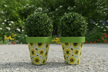 Load image into Gallery viewer, Sunflowers pot full of sunflowers x 2 pots - Marissa's Garden &amp; Gift
