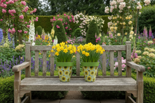 Load image into Gallery viewer, Sunflowers pot full of sunflowers x 2 pots - Marissa's Garden &amp; Gift
