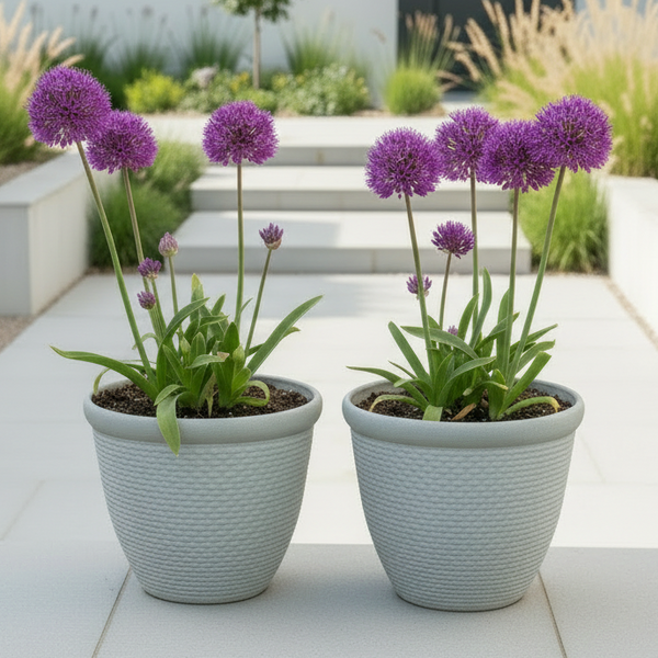 26cm Chatsworth white coloured textured flower pot x 2 pots - Marissa's Garden & Gift