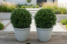 Laden Sie das Bild in den Galerie-Viewer, 26cm Chatsworth white coloured textured flower pot x 2 pots - Marissa's Garden &amp; Gift
