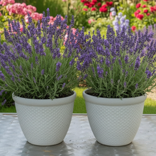 Laden Sie das Bild in den Galerie-Viewer, 26cm Chatsworth white coloured textured flower pot x 2 pots - Marissa's Garden &amp; Gift
