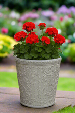 Load image into Gallery viewer, 29cm Blenheim polyresin off white flower pot - Marissa&#39;s Garden &amp; Gift
