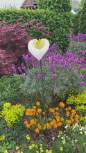 Video laden en afspelen in Gallery-weergave, Handmade garden/outdoor white calla Lily flower sculpture 120cm
